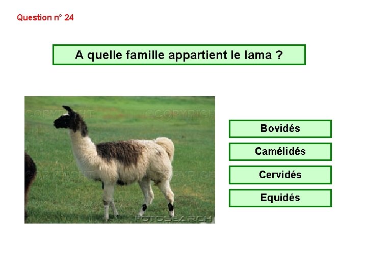 Question n° 24 A quelle famille appartient le lama ? Bovidés Camélidés Cervidés Equidés Question n° 24 A quelle famille appartient le lama ? Bovidés Camélidés Cervidés Equidés