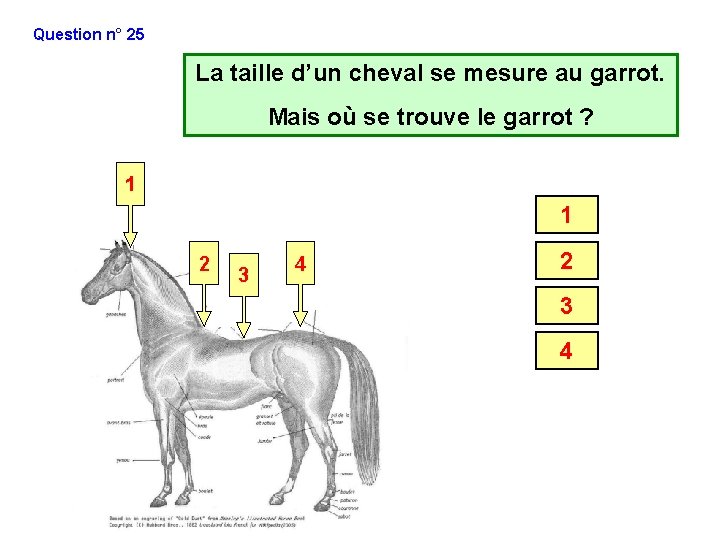 Question n° 25 La taille d’un cheval se mesure au garrot. Mais où se Question n° 25 La taille d’un cheval se mesure au garrot. Mais où se