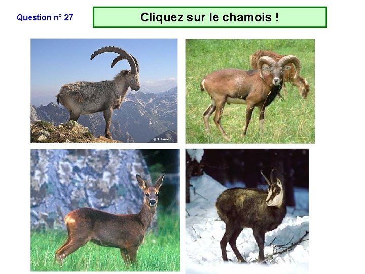 Question n° 27 Cliquez sur le chamois ! Question n° 27 Cliquez sur le chamois !