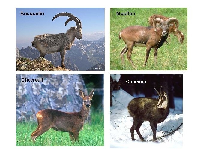 Bouquetin Chevreuil Mouflon Chamois Bouquetin Chevreuil Mouflon Chamois