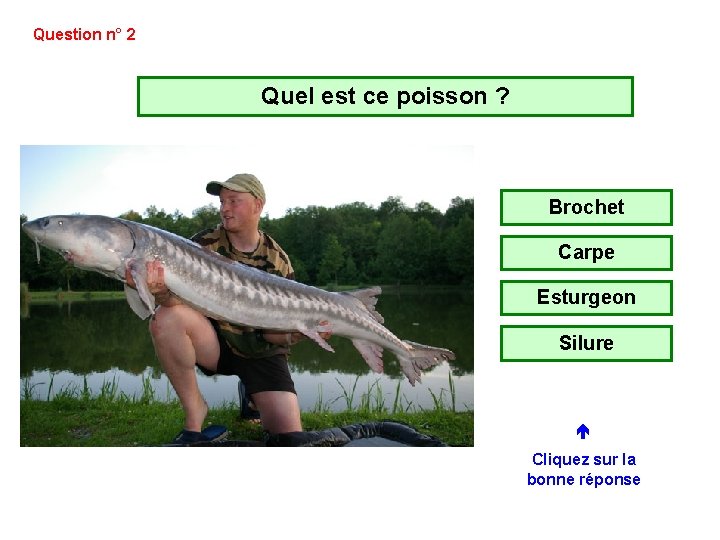 Question n° 2 Quel est ce poisson ? Brochet Carpe Esturgeon Silure Cliquez sur Question n° 2 Quel est ce poisson ? Brochet Carpe Esturgeon Silure Cliquez sur