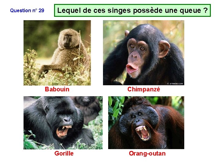 Question n° 29 Lequel de ces singes possède une queue ? Babouin Gorille Chimpanzé Question n° 29 Lequel de ces singes possède une queue ? Babouin Gorille Chimpanzé