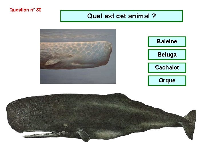 Question n° 30 Quel est cet animal ? Baleine Beluga Cachalot Orque Question n° 30 Quel est cet animal ? Baleine Beluga Cachalot Orque