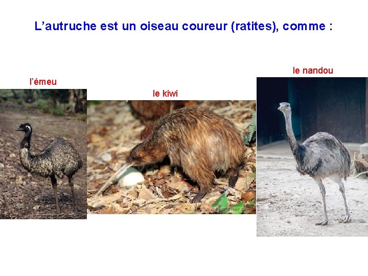 L’autruche est un oiseau coureur (ratites), comme : le nandou l’émeu le kiwi L’autruche est un oiseau coureur (ratites), comme : le nandou l’émeu le kiwi