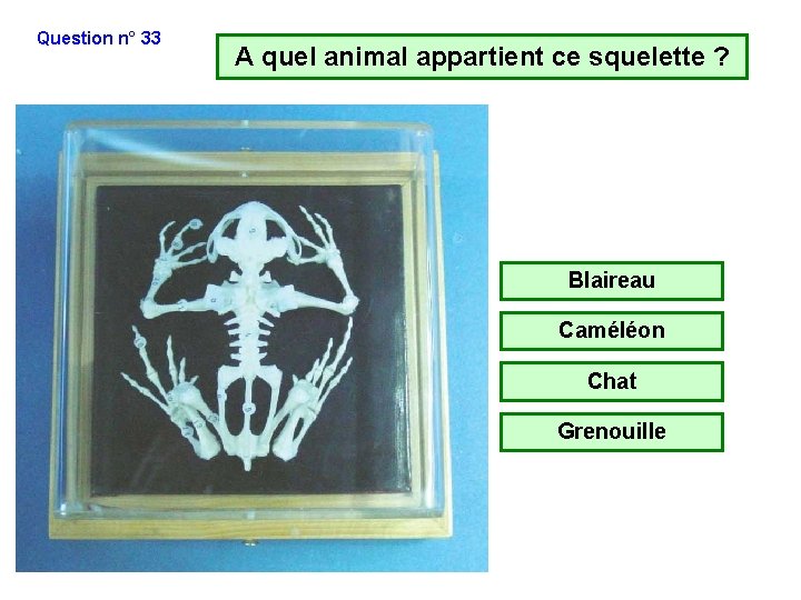 Question n° 33 A quel animal appartient ce squelette ? Blaireau Caméléon Chat Grenouille Question n° 33 A quel animal appartient ce squelette ? Blaireau Caméléon Chat Grenouille