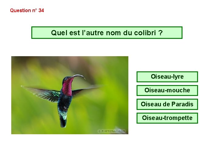 Question n° 34 Quel est l’autre nom du colibri ? Oiseau-lyre Oiseau-mouche Oiseau de Question n° 34 Quel est l’autre nom du colibri ? Oiseau-lyre Oiseau-mouche Oiseau de