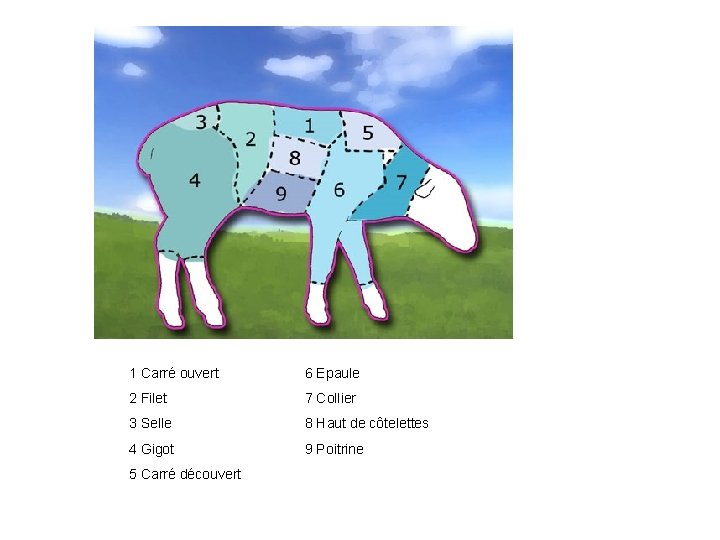 1 Carré ouvert 6 Epaule 2 Filet 7 Collier 3 Selle 8 Haut de 1 Carré ouvert 6 Epaule 2 Filet 7 Collier 3 Selle 8 Haut de