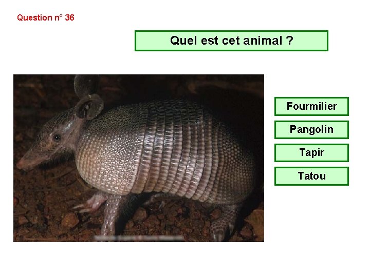 Question n° 36 Quel est cet animal ? Fourmilier Pangolin Tapir Tatou Question n° 36 Quel est cet animal ? Fourmilier Pangolin Tapir Tatou