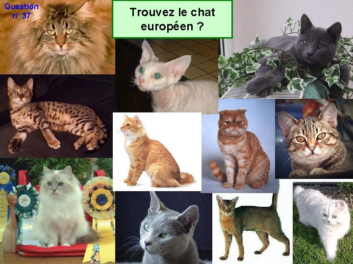 Question n° 37 Trouvez le chat européen ? Question n° 37 Trouvez le chat européen ?