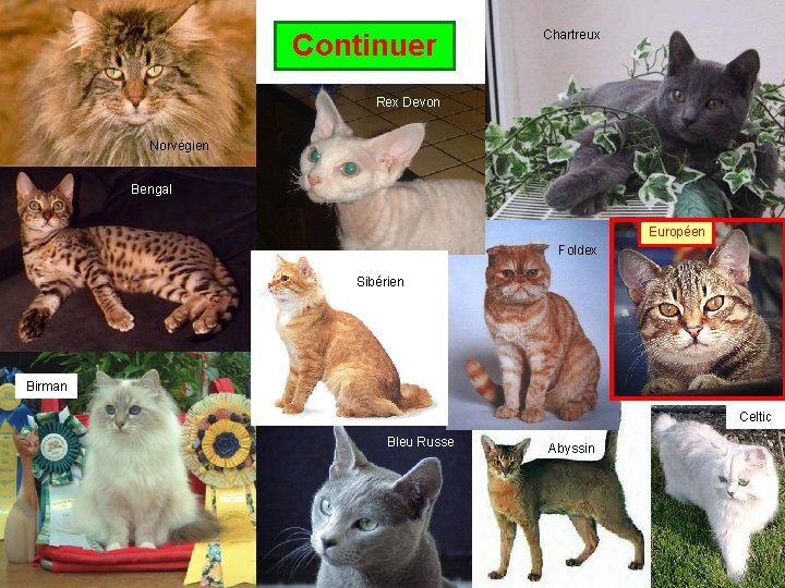 Continuer Chartreux Rex Devon Norvégien Bengal Européen Foldex Sibérien Birman Celtic Bleu Russe Abyssin Continuer Chartreux Rex Devon Norvégien Bengal Européen Foldex Sibérien Birman Celtic Bleu Russe Abyssin