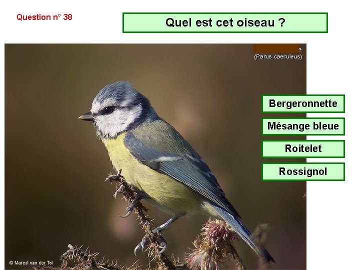 Question n° 38 Quel est cet oiseau ? Bergeronnette Mésange bleue Roitelet Rossignol Question n° 38 Quel est cet oiseau ? Bergeronnette Mésange bleue Roitelet Rossignol