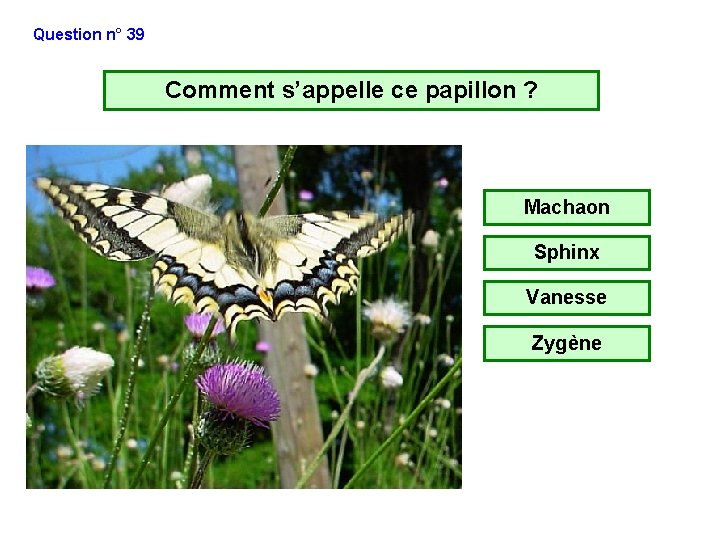Question n° 39 Comment s’appelle ce papillon ? Machaon Sphinx Vanesse Zygène Question n° 39 Comment s’appelle ce papillon ? Machaon Sphinx Vanesse Zygène
