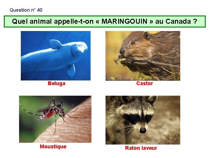 Question n° 40 Quel animal appelle-t-on « MARINGOUIN » au Canada ? Beluga Moustique Question n° 40 Quel animal appelle-t-on « MARINGOUIN » au Canada ? Beluga Moustique