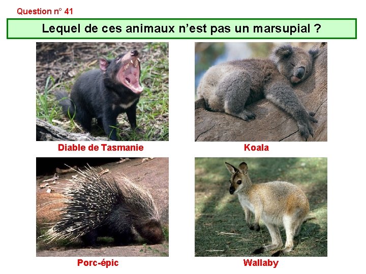 Question n° 41 Lequel de ces animaux n’est pas un marsupial ? Diable de Question n° 41 Lequel de ces animaux n’est pas un marsupial ? Diable de