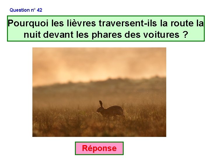 Question n° 42 Pourquoi les lièvres traversent-ils la route la nuit devant les phares Question n° 42 Pourquoi les lièvres traversent-ils la route la nuit devant les phares