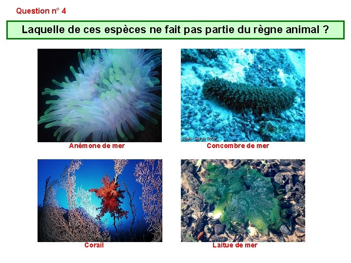 Question n° 4 Laquelle de ces espèces ne fait pas partie du règne animal Question n° 4 Laquelle de ces espèces ne fait pas partie du règne animal