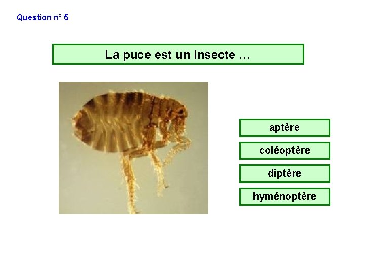 Question n° 5 La puce est un insecte … aptère coléoptère diptère hyménoptère Question n° 5 La puce est un insecte … aptère coléoptère diptère hyménoptère