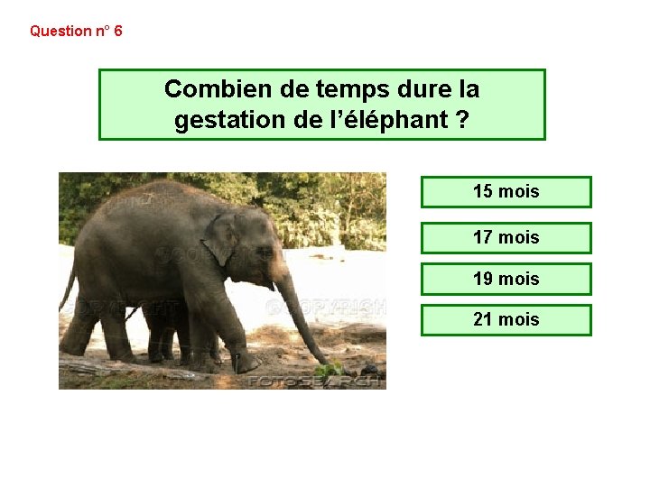 Question n° 6 Combien de temps dure la gestation de l’éléphant ? 15 mois Question n° 6 Combien de temps dure la gestation de l’éléphant ? 15 mois