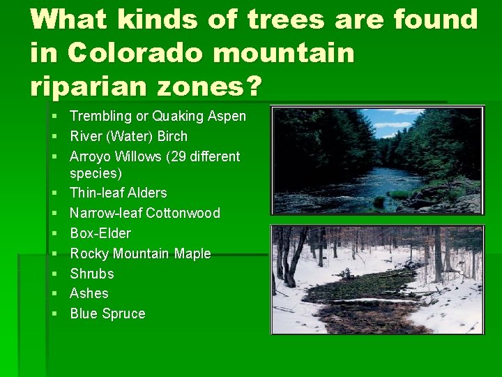 What kinds of trees are found in Colorado mountain riparian zones? § Trembling or