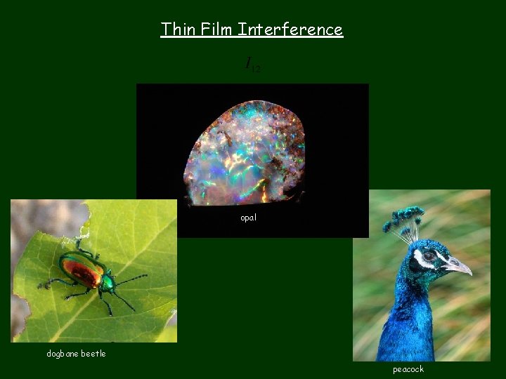 Thin Film Interference opal dogbane beetle peacock 