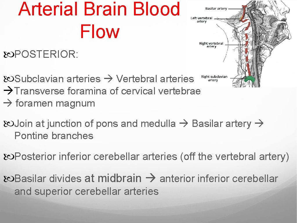 Arterial Brain Blood Flow POSTERIOR: Subclavian arteries Vertebral arteries Transverse foramina of cervical vertebrae