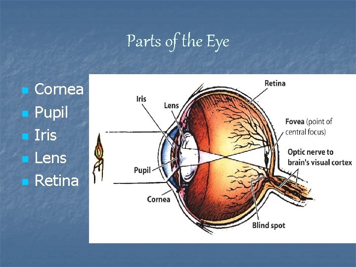 Parts of the Eye n n n Cornea Pupil Iris Lens Retina 