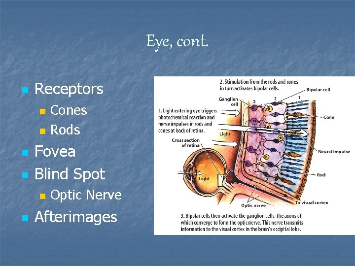 Eye, cont. n Receptors n n Fovea Blind Spot n n Cones Rods Optic
