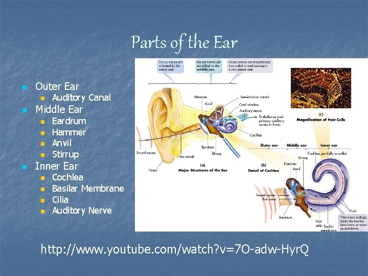 Parts of the Ear n Outer Ear n n Middle Ear n n n