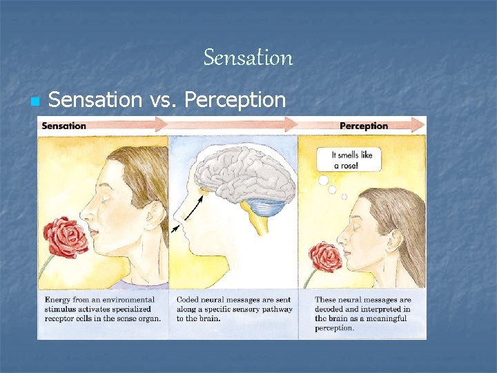Sensation n Sensation vs. Perception 