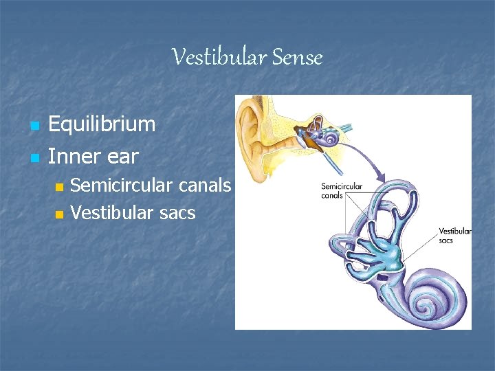 Vestibular Sense n n Equilibrium Inner ear n n Semicircular canals Vestibular sacs 