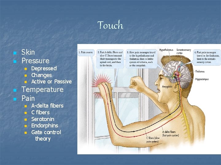Touch n n Skin Pressure n n n Depressed Changes Active or Passive Temperature