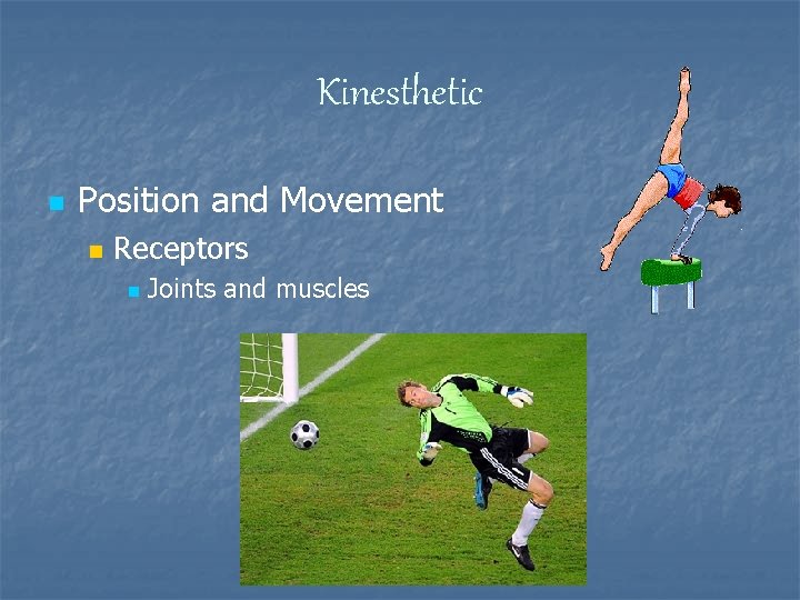 Kinesthetic n Position and Movement n Receptors n Joints and muscles 