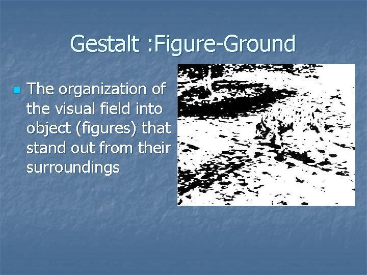 Gestalt : Figure-Ground n The organization of the visual field into object (figures) that