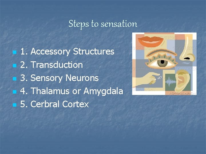 Steps to sensation n n 1. 2. 3. 4. 5. Accessory Structures Transduction Sensory