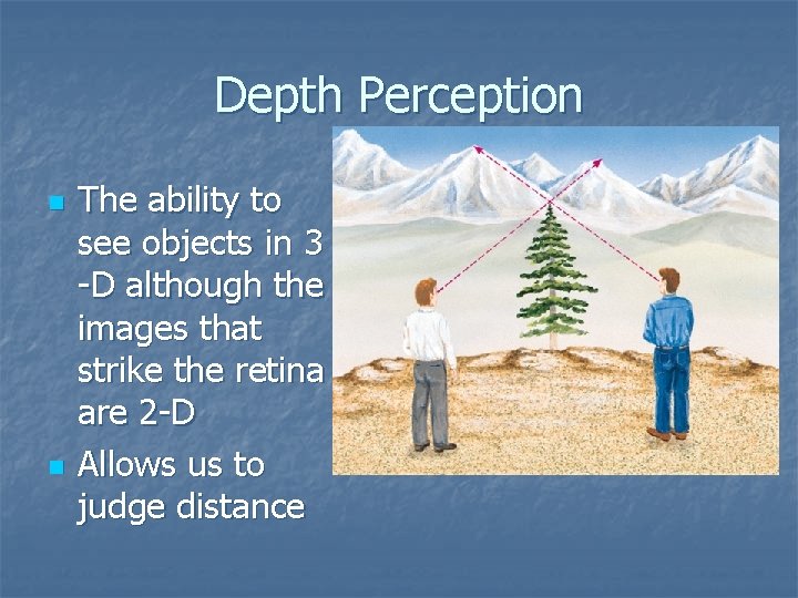 Depth Perception n n The ability to see objects in 3 -D although the