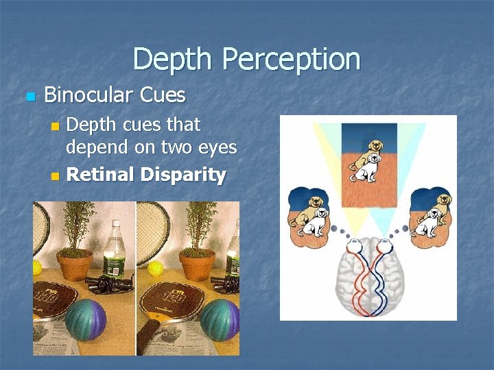 Depth Perception n Binocular Cues Depth cues that depend on two eyes n Retinal