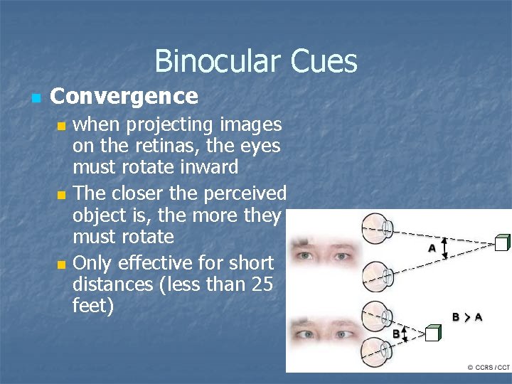 Binocular Cues n Convergence n n n when projecting images on the retinas, the