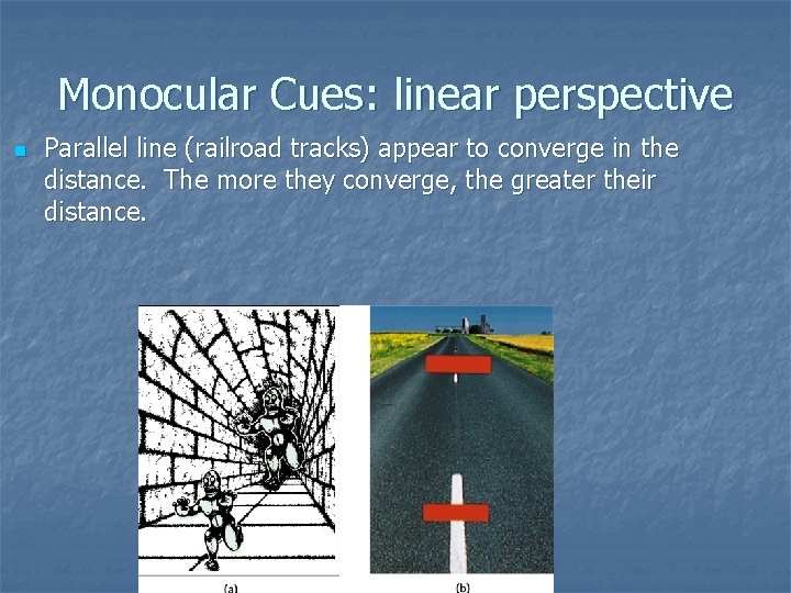 Monocular Cues: linear perspective n Parallel line (railroad tracks) appear to converge in the