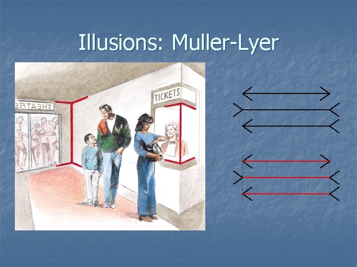 Illusions: Muller-Lyer 