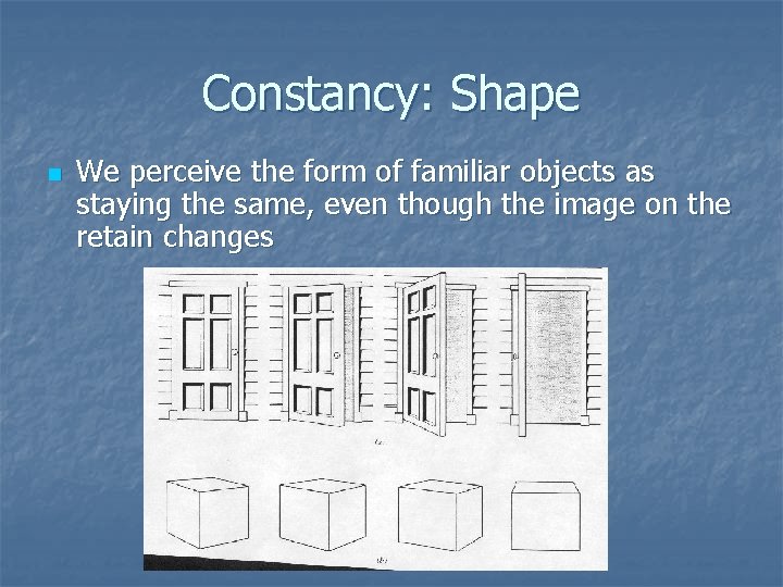 Constancy: Shape n We perceive the form of familiar objects as staying the same,