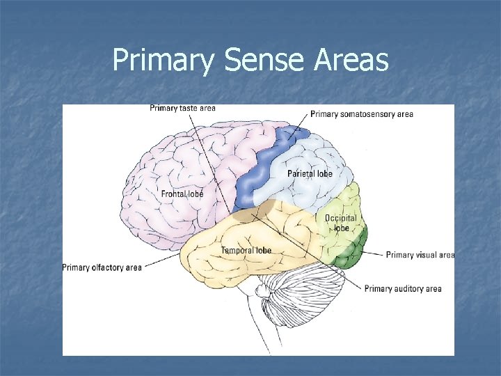 Primary Sense Areas 