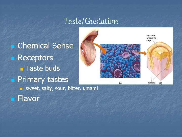 Taste/Gustation n n Chemical Sense Receptors n n Primary tastes n n Taste buds