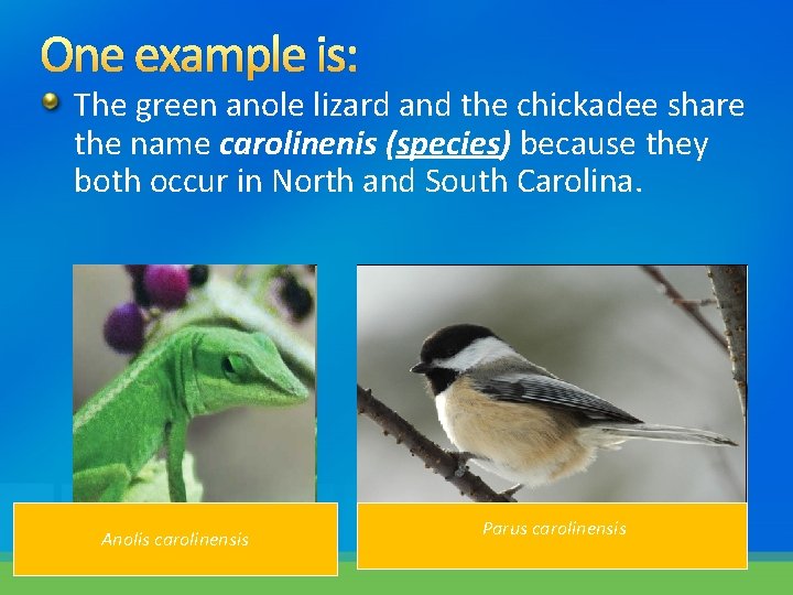 One example is: The green anole lizard and the chickadee share the name carolinenis