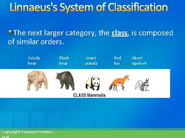 Linnaeus's System of Classification The next larger category, the class, is composed of similar