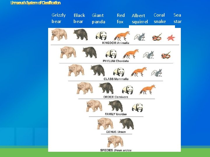 Linnaeus's System of Classification Grizzly bear Black bear Giant panda Red Albert Coral Sea