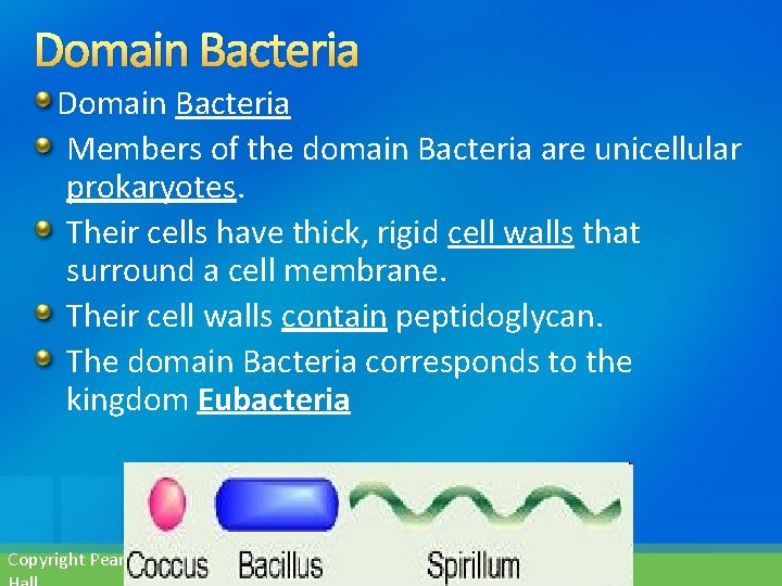 Domain Bacteria Members of the domain Bacteria are unicellular prokaryotes. Their cells have thick,