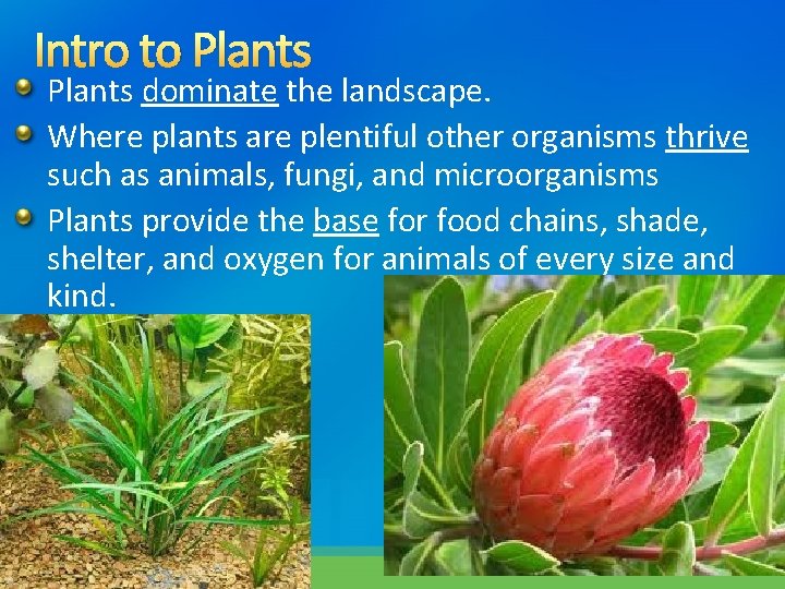 Intro to Plants dominate the landscape. Where plants are plentiful other organisms thrive such