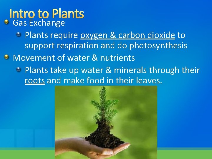 Intro to Plants Gas Exchange Plants require oxygen & carbon dioxide to support respiration