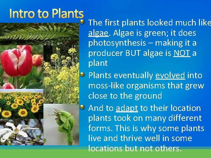 Intro to Plants The first plants looked much like algae. Algae is green; it