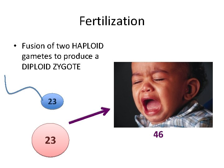 Fertilization • Fusion of two HAPLOID gametes to produce a DIPLOID ZYGOTE 23 23